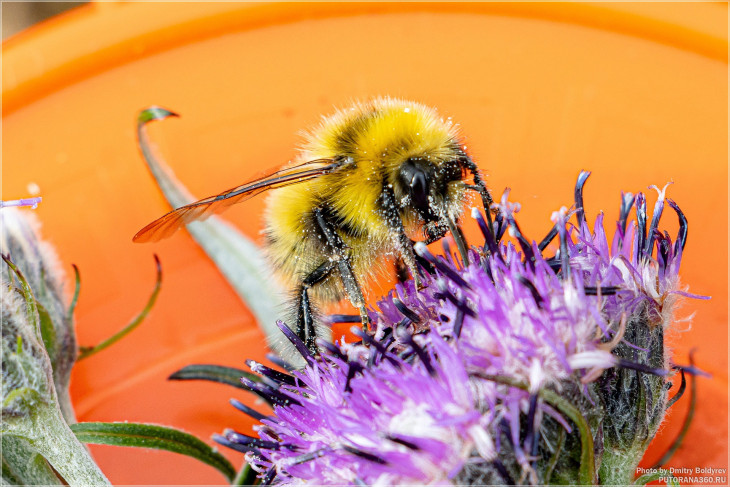 Шмель городской (Bombus hypnorum)