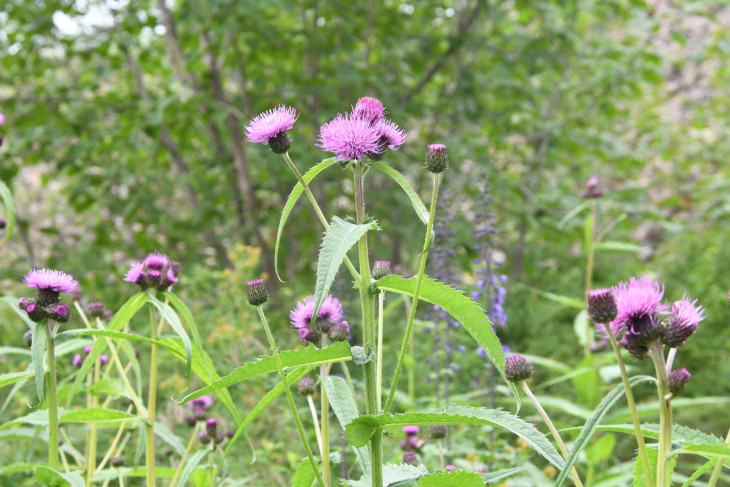 Бодяк девясиловидный