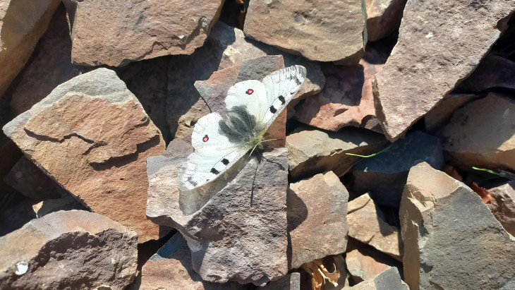 Парусник Феб или Аполлон Феб (Parnassius phoebus) – редкая бабочка горных ландшафтов плато Путорана.