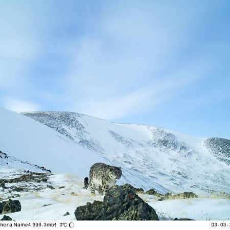 В национальном парке «Сайлюгемский» (Республика Алтай) получены первые снимки снежного барса