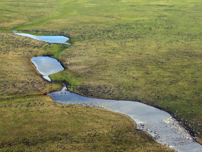 От латинского – сохраненный.