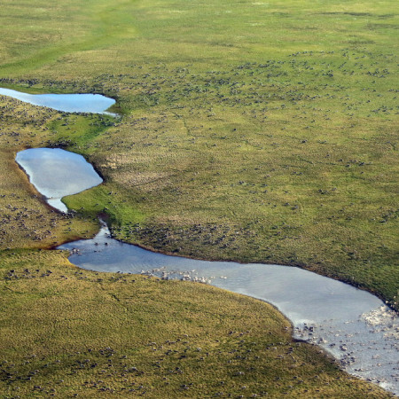 От латинского – сохраненный.