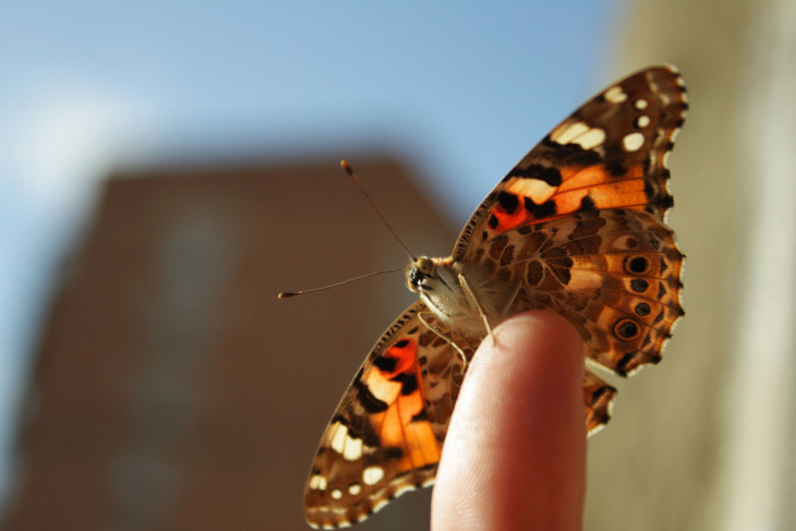 Репейница (чертополоховка) (Cynthia cardui) – яркая бабочка семейства многоцветниц с космополитическим распространением.