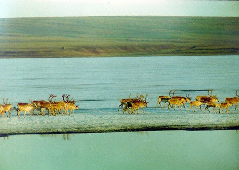 Олени идут по льду реки Сырутатурку