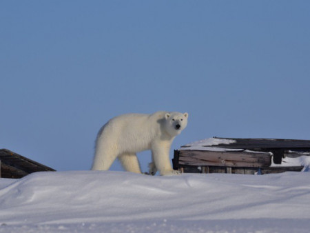 Что мы знаем о полярных соседях