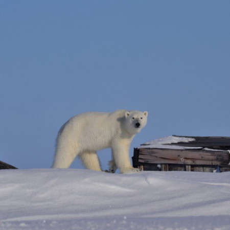 Что мы знаем о полярных соседях