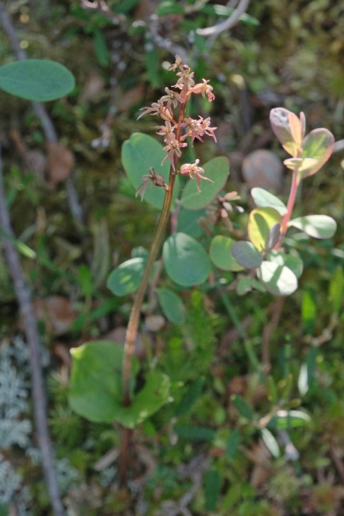Тайник сердцелистный (Listera cordata)