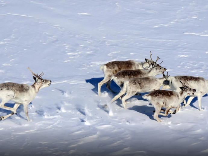 Михаил Бондарь о диком северном олене.