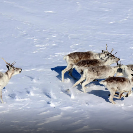 Михаил Бондарь о диком северном олене.