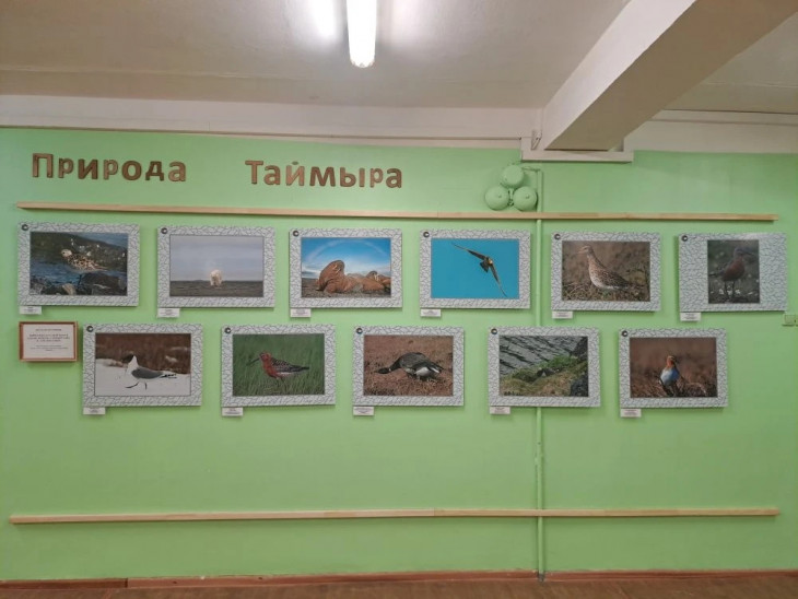 СШ № 38 _фотовыставка Животные Красной книги заповедников Таймыра