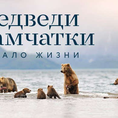 На Камчатке начались съёмки самого достоверного документального фильма о жизни бурых медведей
