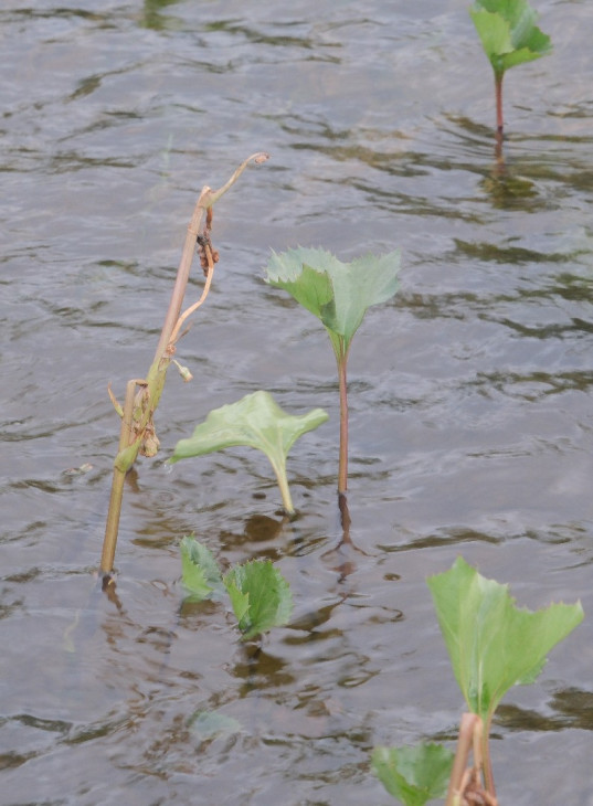 Белокопытник лучистый (Petasites radiatus)