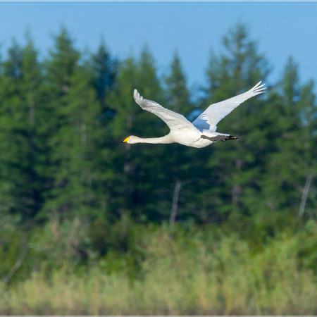 А им летать охота.  А им летать охота.