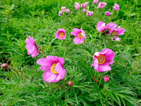 Обновлены правила сбора и оборота редких растений и грибов.