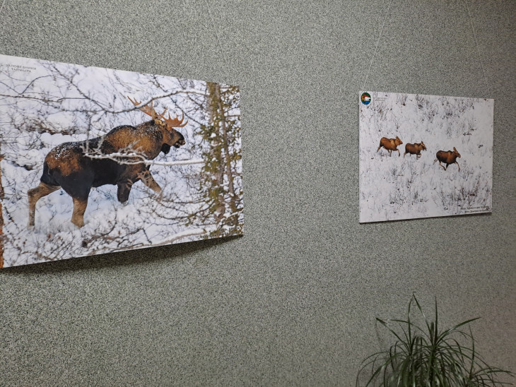 Талнахская городская библиотека_фотовыставка Животный мир плато Путорана