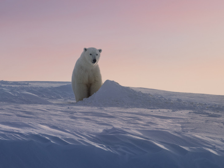 Мишка на Севере: почему берлога — залог выживания вида.