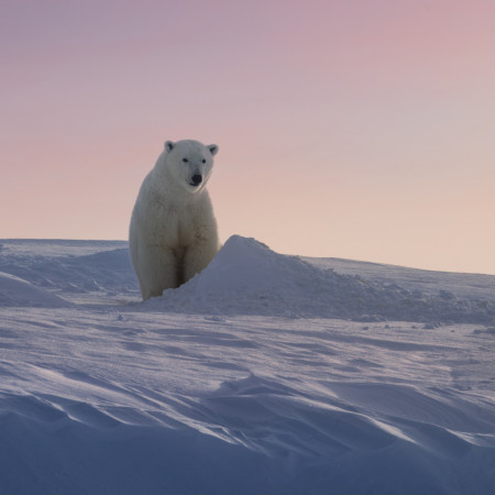 Мишка на Севере: почему берлога — залог выживания вида.