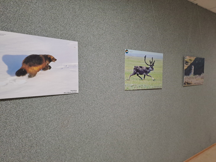 Талнахская городская библиотека_фотовыставка Животный мир плато Путорана