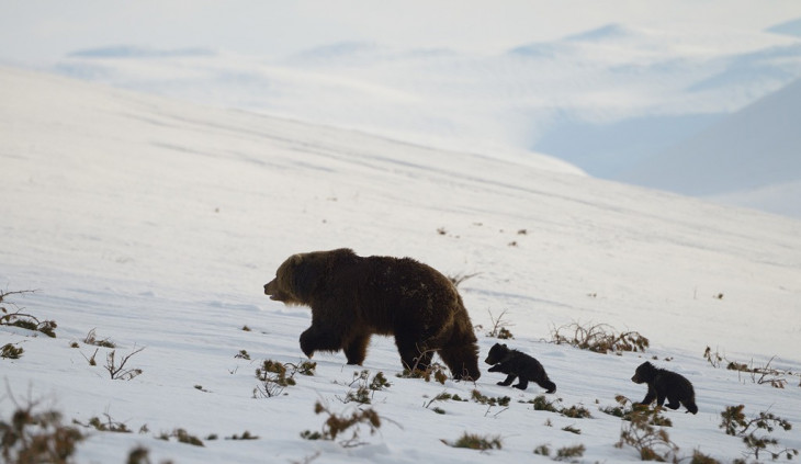На Камчатке начались съёмки самого достоверного документального фильма о жизни бурых медведей
