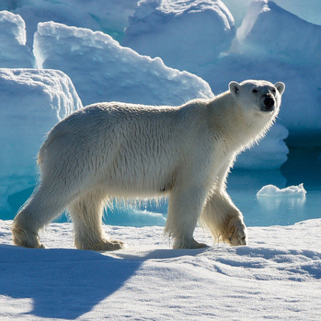 мониторинг популяции белых медведей 