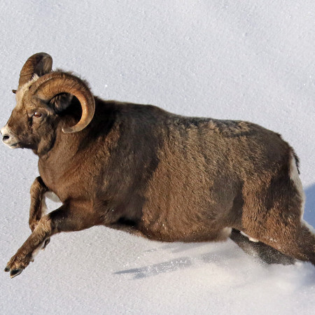 Путоранский снежный баран-2