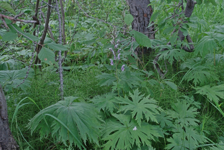 Аконит северный (Aconitum septentrionale)