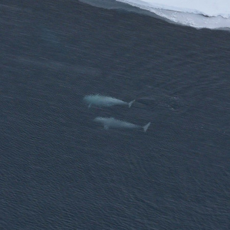 В акватории государственного природного заповедника «Большой Арктический» водятся «морские канарейки»