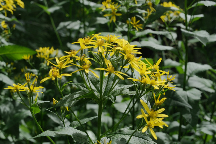 Крестовник дубравный (Senecio nemorensis)