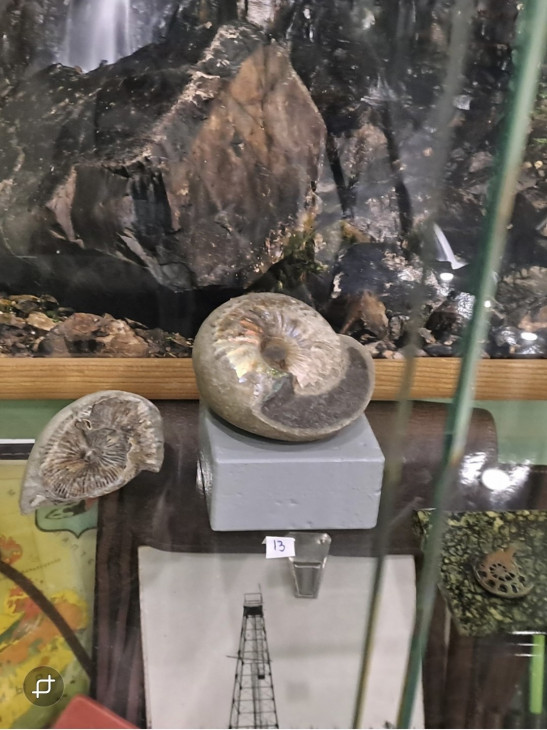 Отпечаток камеры вымершего моллюска аммонита, жил 400—65 млн.лет назад_Таймыр