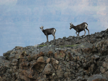 Краснокнижных животных запрещено убивать!