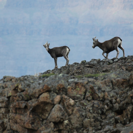Краснокнижных животных запрещено убивать!