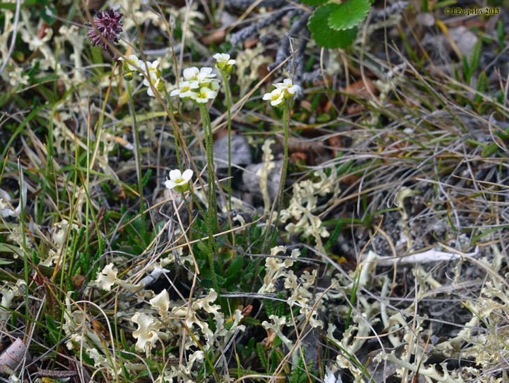 Крупка таймырская (Draba taimyrensis)