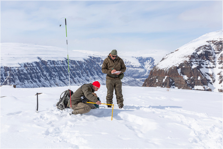 Измерение глубины снежного покрова в местах выпаса снежных баранов