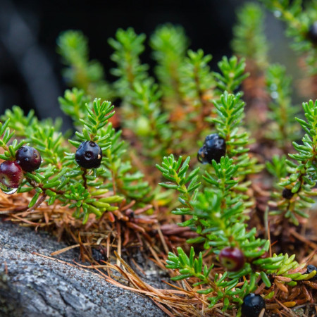 Растения Таймыра, плато Путорана и окрестностей Норильска