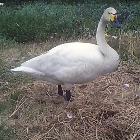 Видеозарисовки