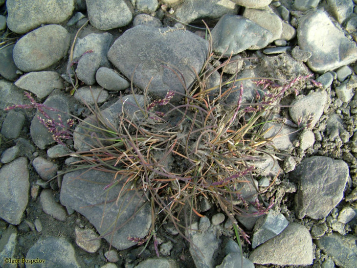 Бескильница Бруггемана (Puccinellia bruggemanii)