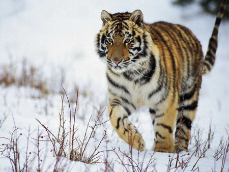 31 января стартует государственный единовременный зимний учет амурского тигра и дальневосточного леопарда