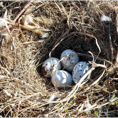 Гнездо мохноногого канюка(зимняка)
