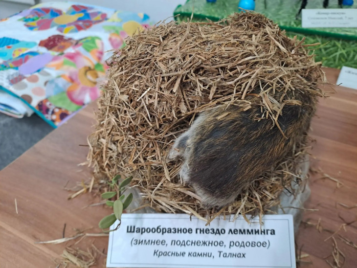 Зимнее гнездо лемминга