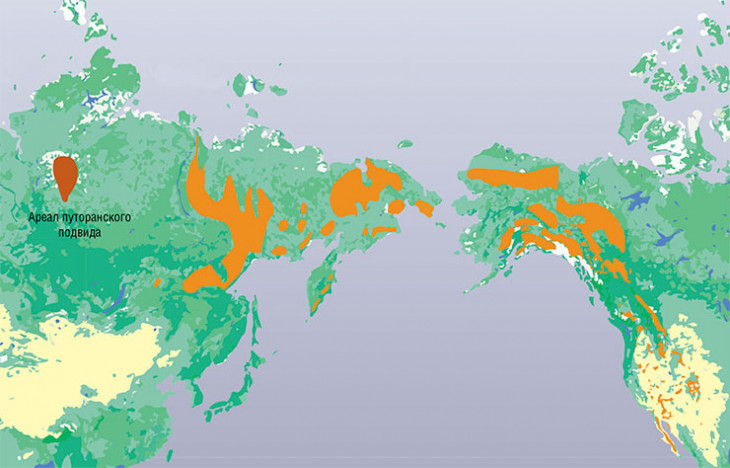 Современная область распространения азиатских и американских снежных баранов. По данным Международного союза охраны природы (IUCN)