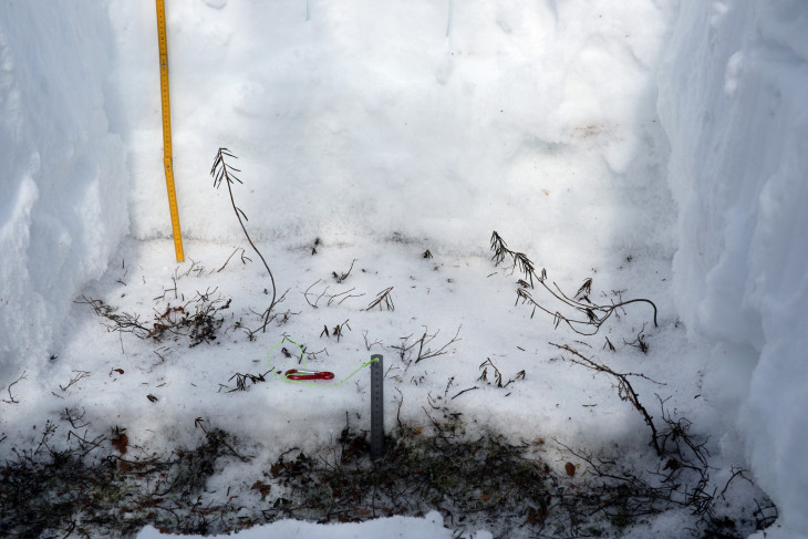 6б_Стенки снежного разреза с выраженными корками притертой коркой у поверхности почвы (б)