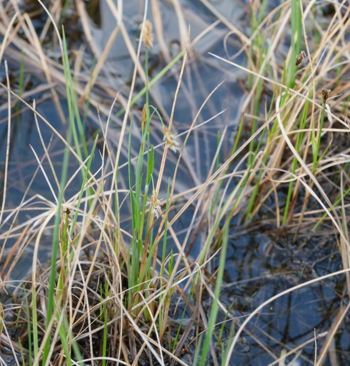 Carex laxa Wahlenb. Осока рыхлая. Берег озера на террасе р. Котуй. © И. Поспелов