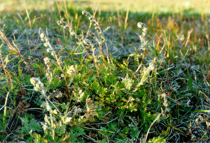 Полынь арктосибирская (Artemisia arctisibirica) jpg