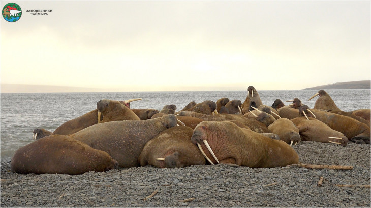 Моржи на лежбище