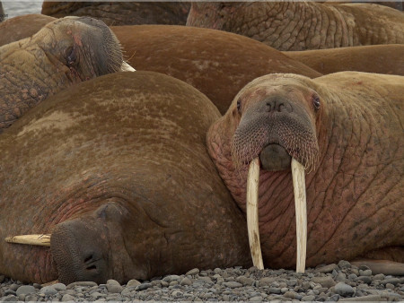 День моржа: праздник в защиту арктических гигантов