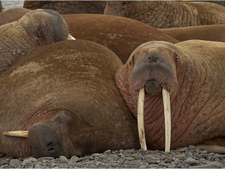 День моржа: праздник в защиту арктических гигантов