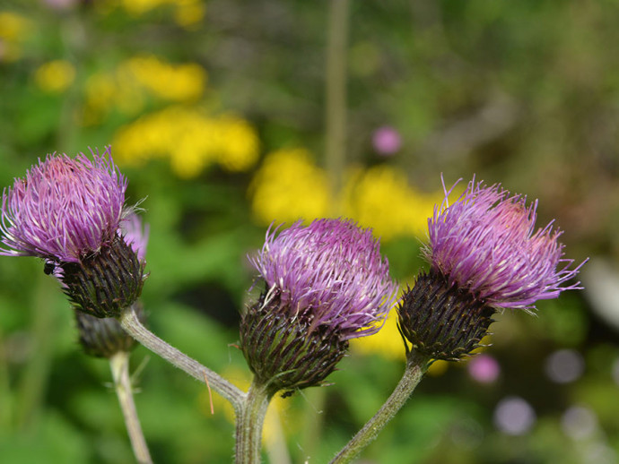 Бодяк - загадка заполярья.