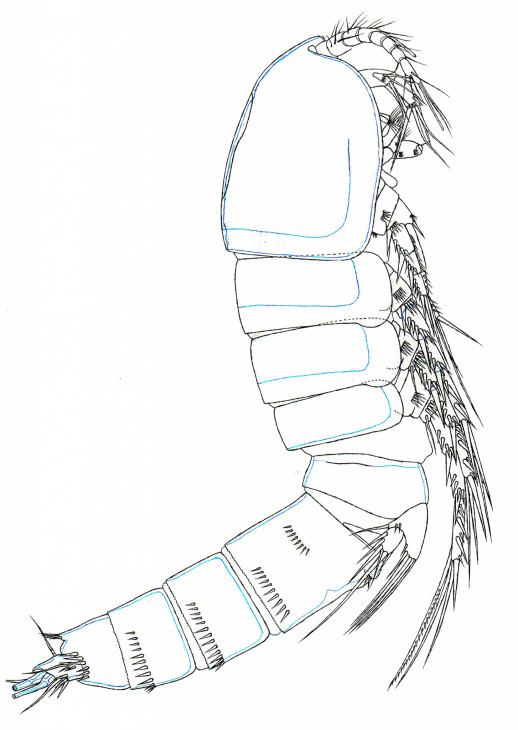 Рисунок 2. Новый вид гарпактикоидных копепод семейства Canthocamptidae 