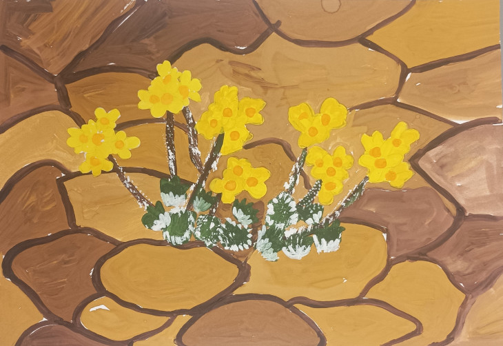 Безверхая Алиса, 5 лет_Крупка бородатая_ДС24