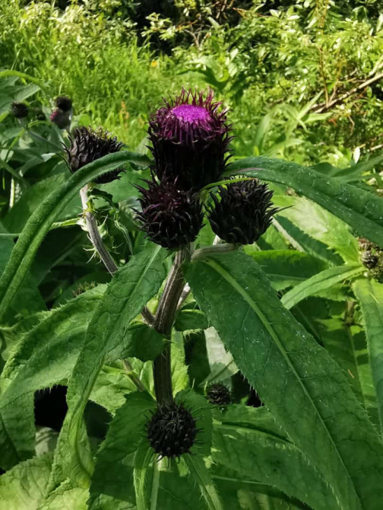 Бодяк девясиловидный (Cirsium helenioides) в районе турбазы Спортивная, Окресности Норильска